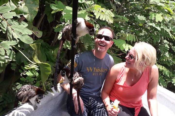 Monkeys Discovery - Image 1