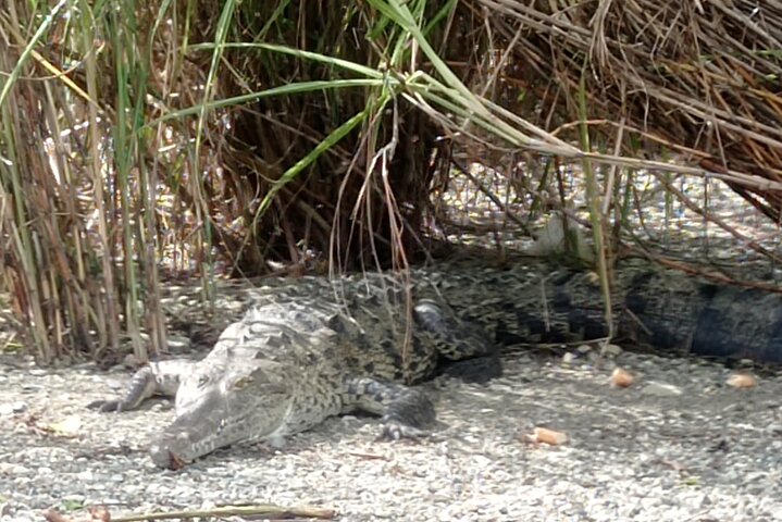 Mono Island and Panama Canal Tour - Image 5
