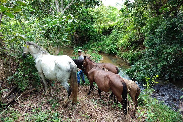 Panamá's Farming Region on horseback - Image 3