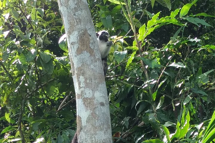 Private 3 Hour Tour of the Panama Canal - Image 5