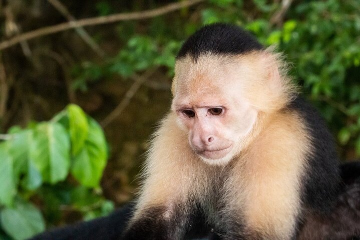 Private Tour to Monkey Island and Sloth Sanctuary in Gamboa - Image 2