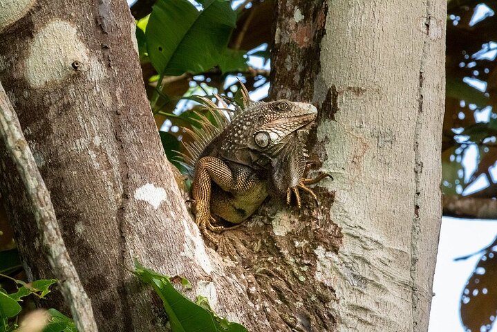 Private Tour to Monkey Island and Sloth Sanctuary in Gamboa - Image 4