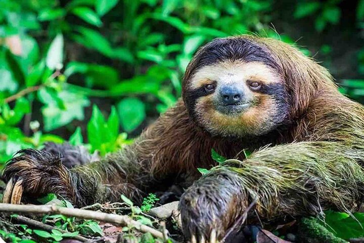 Private Tour to Monkey Island and Sloth Sanctuary in Gamboa - Image 1