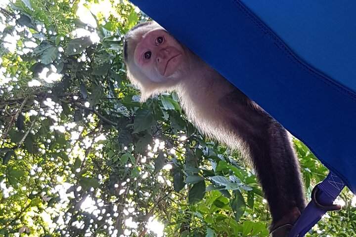 Rainforest experience, Gatun Lake & Historical Gamboa Town - Image 1
