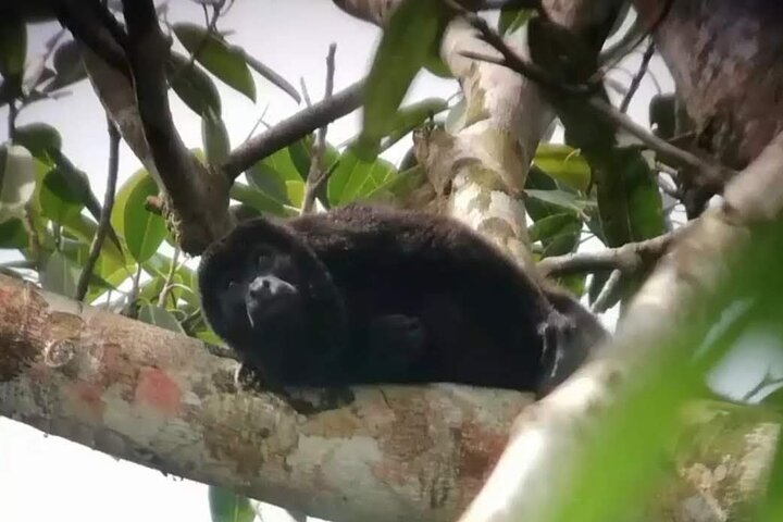 Rainforest experience, Gatun Lake & Historical Gamboa Town - Image 3