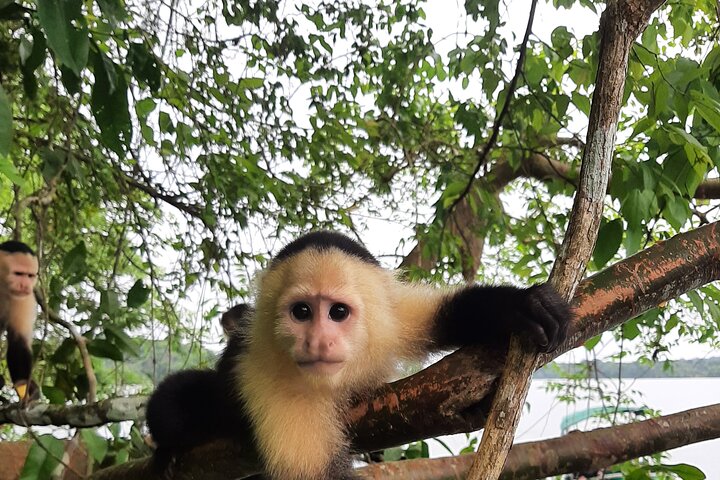 Top Monkey Island Tour Privado  - Image 1