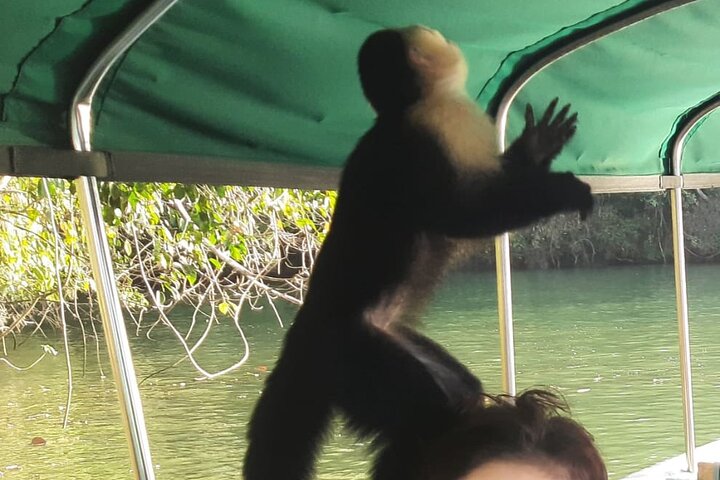 Top Monkey Island Tour Privado  - Image 5
