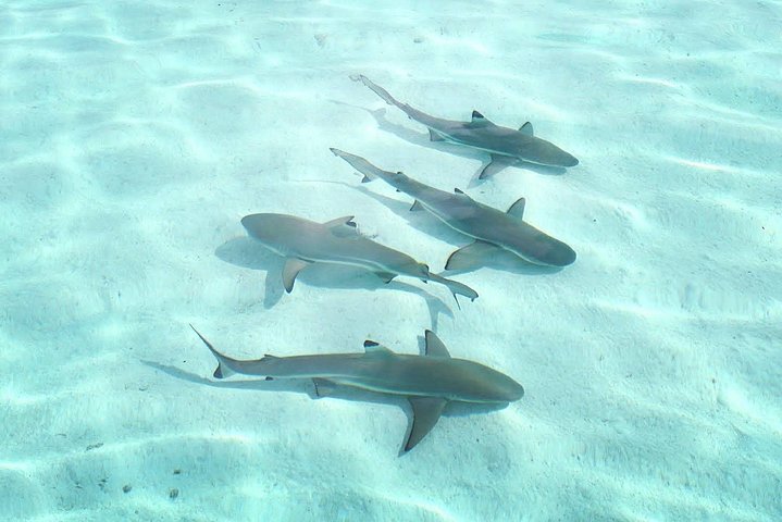 3-hour Lagoon Snorkeling Tour - Shared Tour - Image 4