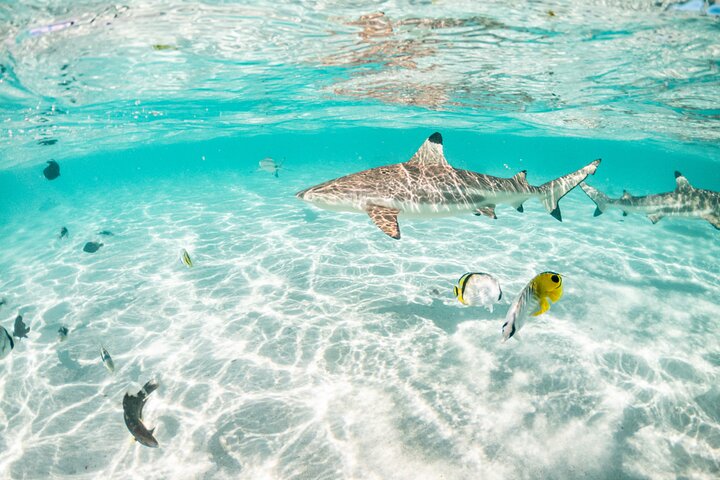 3-Hour Snorkeling Tour - Image 2