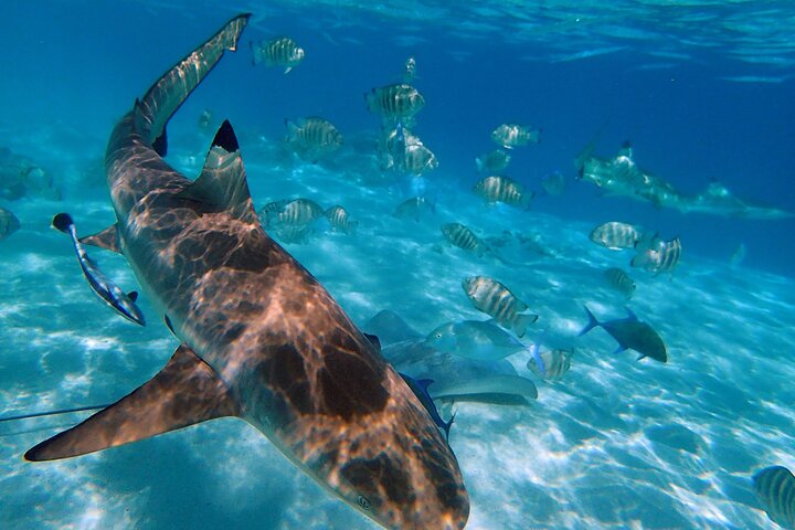 6 Hour Private Boat Activity with Snorkeling & Lunch - Image 2