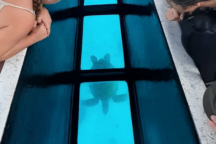 Best Way to Interact with Ocean Wildlife with Lunch. 6H - Image 5