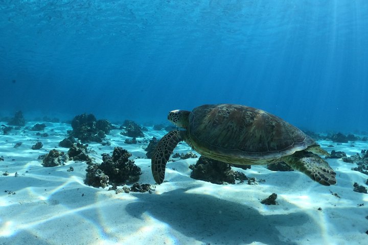 Best Way to Interact with Ocean Wildlife with Lunch. 6H - Image 4