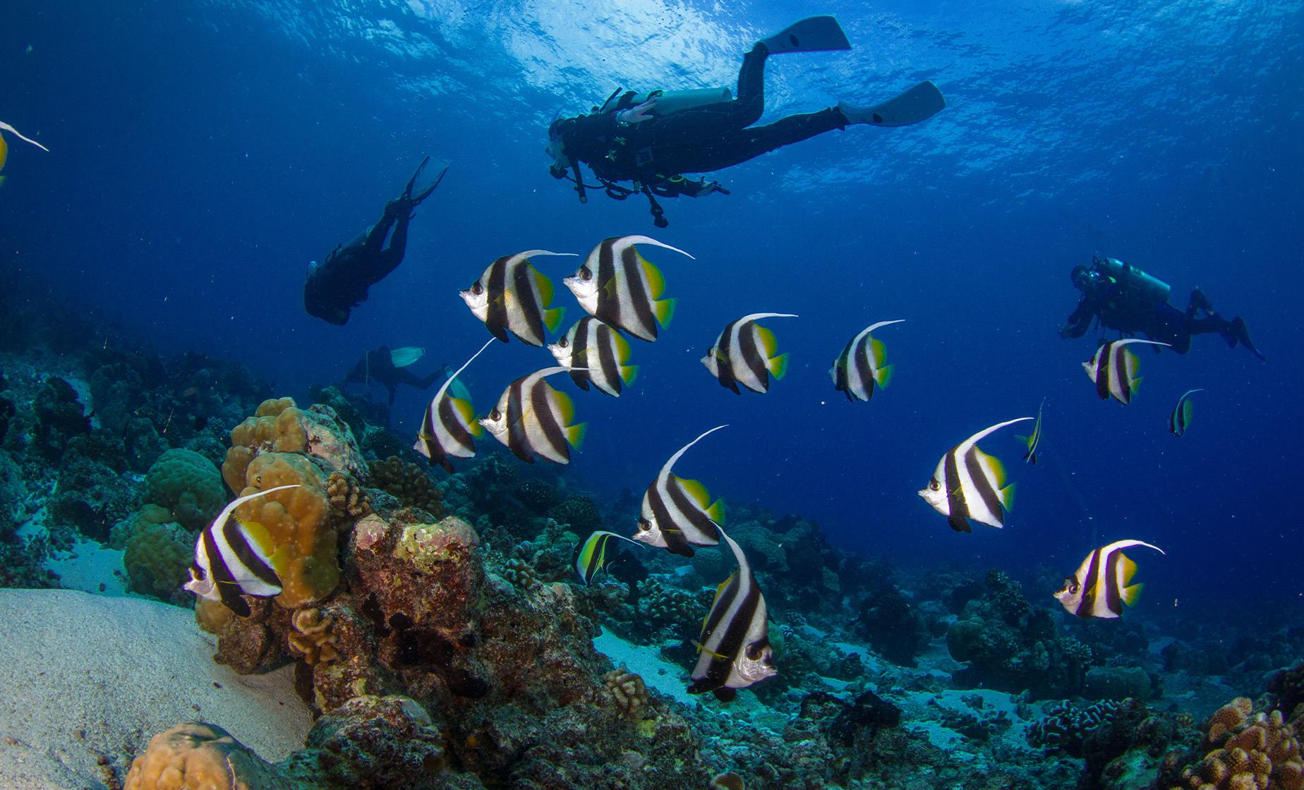 Certified Scuba Expedition - Image 1
