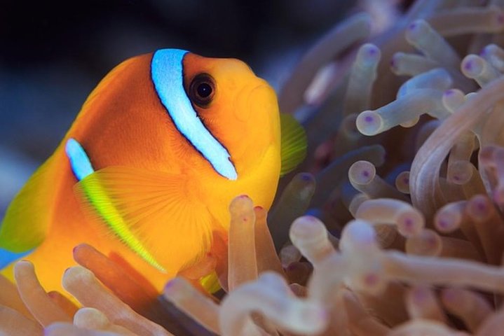 Discovery Program - Image 1