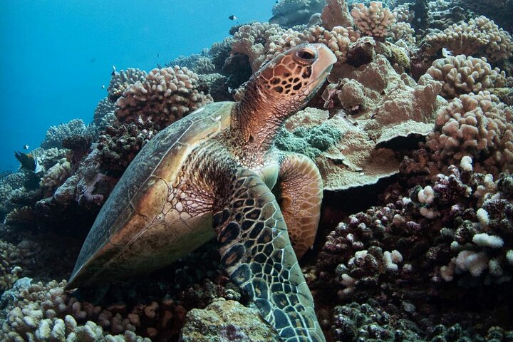 Diving day - Image 4