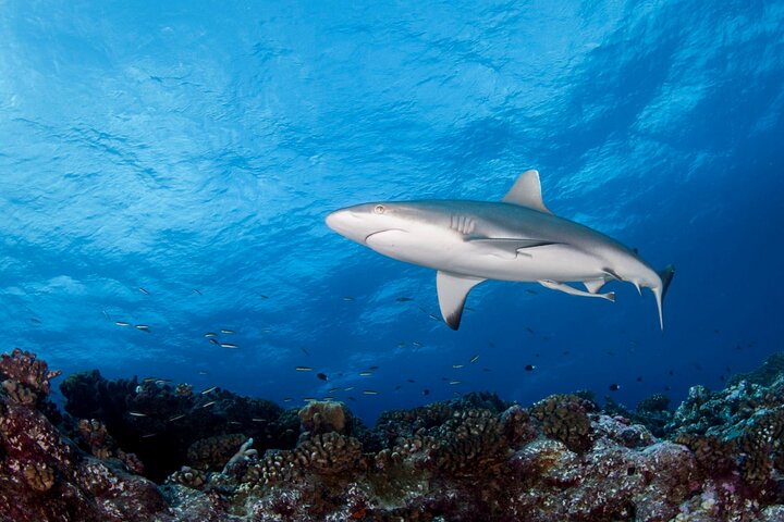 Diving day - Image 3