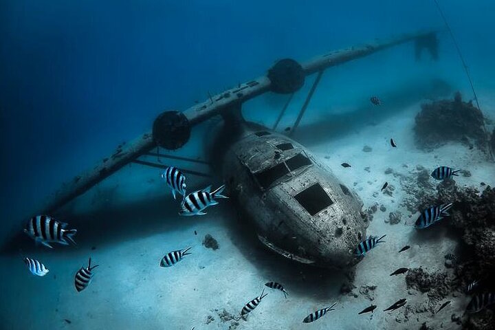 Diving day - Image 2