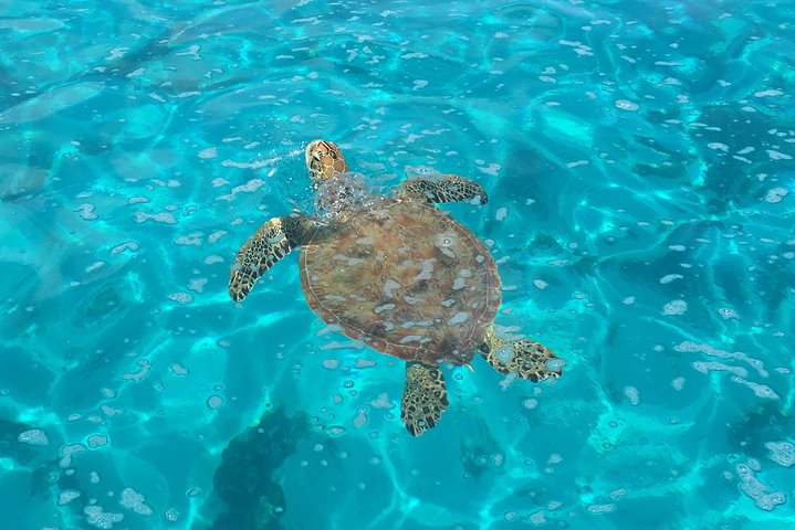 Half day Excursion, Drift Snorkeling Lagoon Adventure. 3H - Image 2