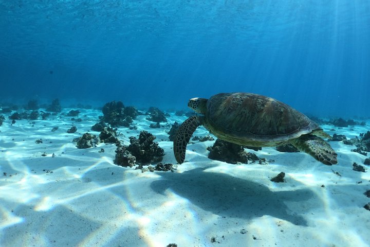 Half day Excursion, Drift Snorkeling Lagoon Adventure. 3H - Image 1