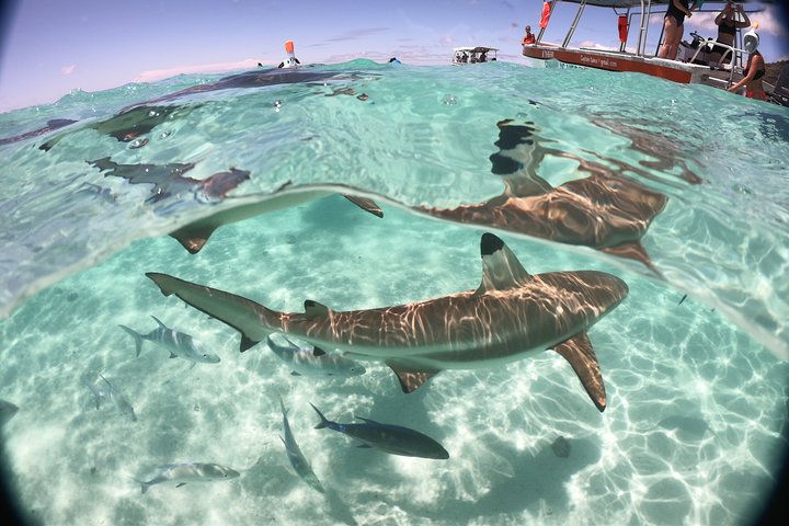 Half day Excursion, Drift Snorkeling Lagoon Adventure. 3H - Image 5
