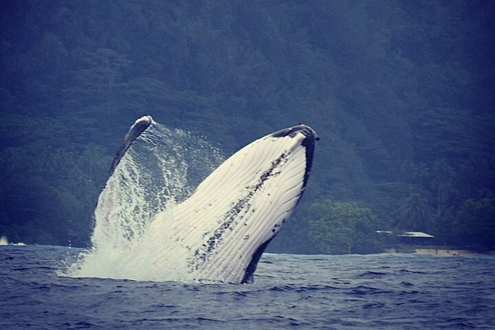 Half-Day Private Excursion: Marine Wildlife Observation and Whale Watching - Image 4