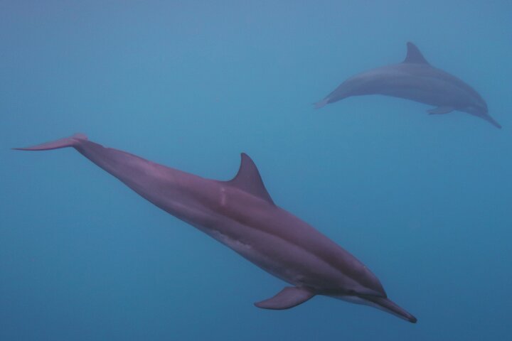 Half-Day Private Excursion: Marine Wildlife Observation and Whale Watching - Image 5