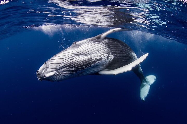 Half-Day Private Excursion: Marine Wildlife Observation and Whale Watching - Image 3