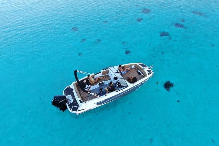 Half-Day Private Excursion: Marine Wildlife Observation and Whale Watching - Image 2