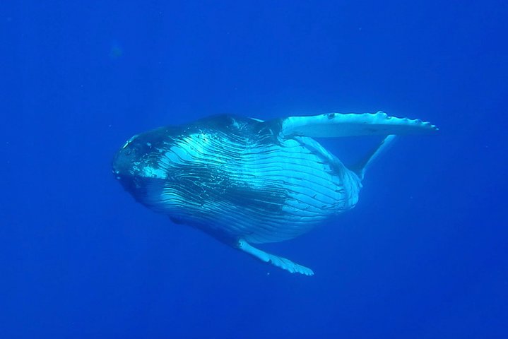 Half day whale tour 4h00 - Image 2