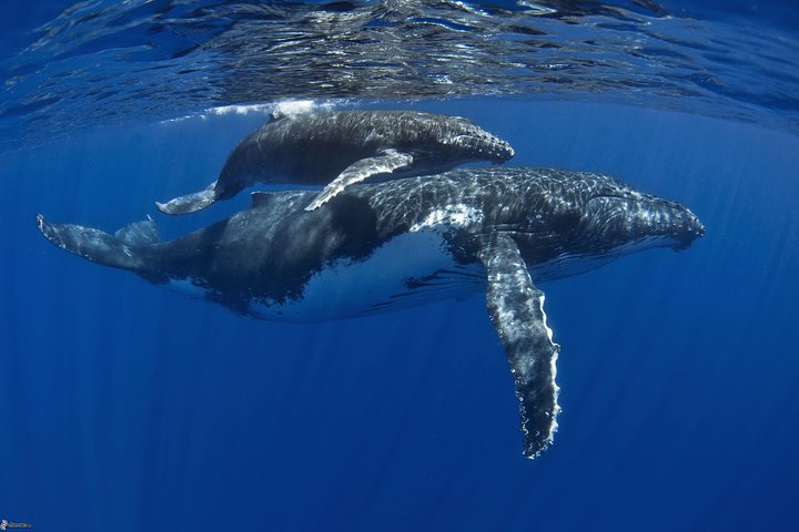 Half day whale tour 4h00 - Image 1