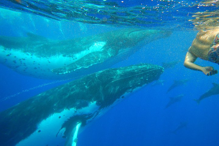 Half day whale tour 4h00 - Image 3