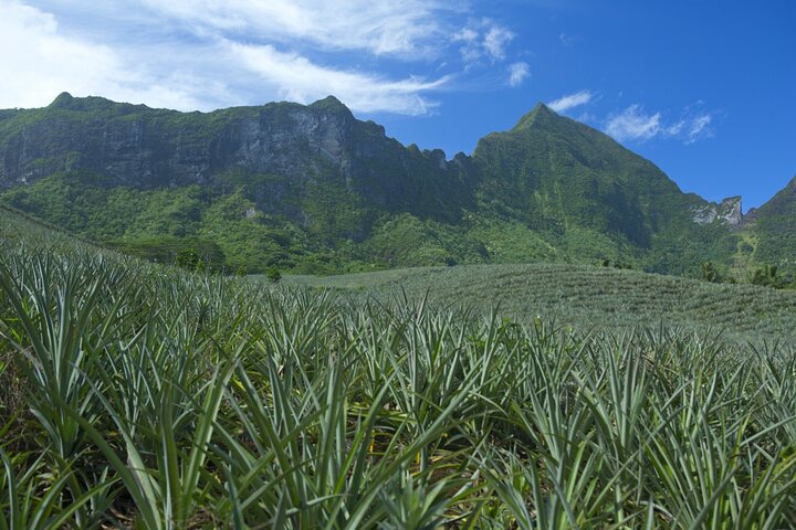 Moorea Highlights Private Tour: Natural and Cultural Attraction - Image 2