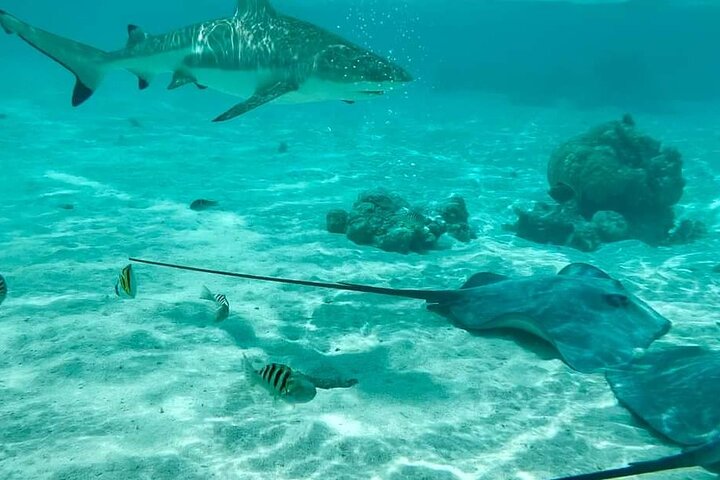 Moorea Solo or Twin 2 hours Jet Ski Tour - Image 2