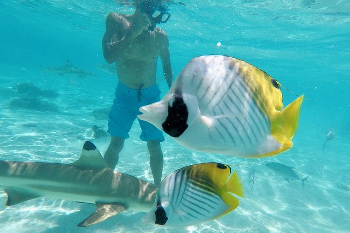 Moorea Solo or Twin 3 hours Jet Ski Tour - Image 4