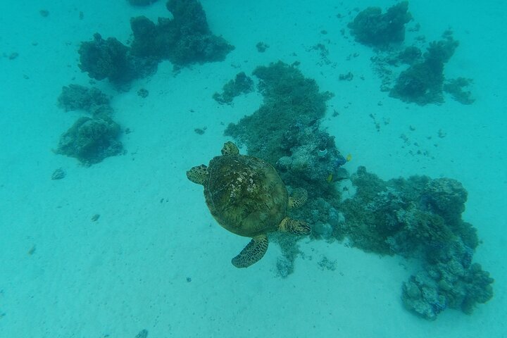 Moorea Solo or Twin Island Tour Jet Ski - Image 5