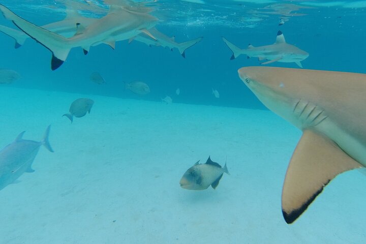 Moorea Solo or Twin Island Tour Jet Ski - Image 4