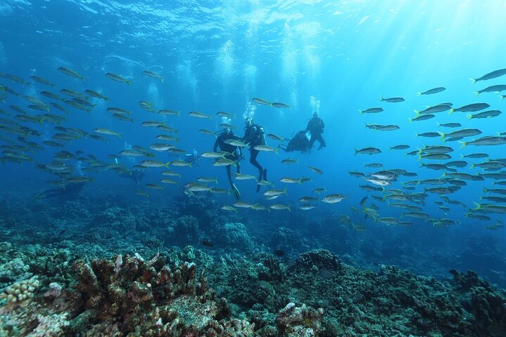 Padi Open Water Diver  - Image 2
