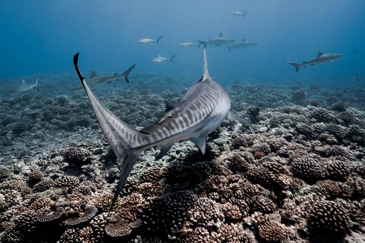 Pelagic Shark Safari - Image 2