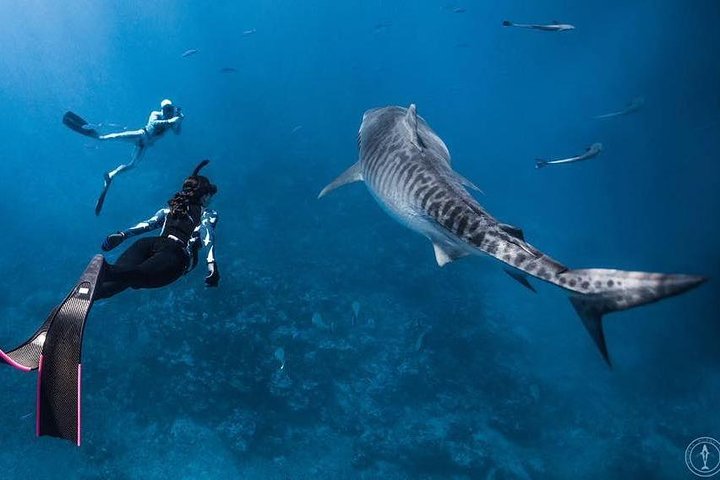 Pelagic Shark Safari - Image 4