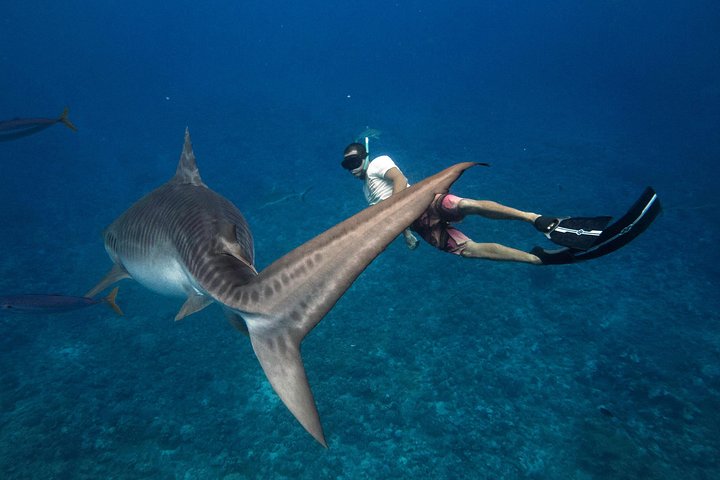 Pelagic Shark Safari - Image 3