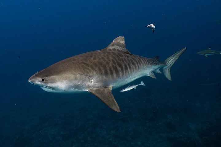 Pelagic Shark Safari - Image 1