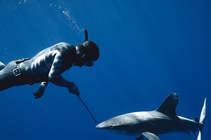 Pelagic Shark Safari - Image 5