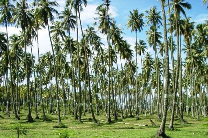 Private Day Tour of the Island and Peninsula of Tahiti - Image 4