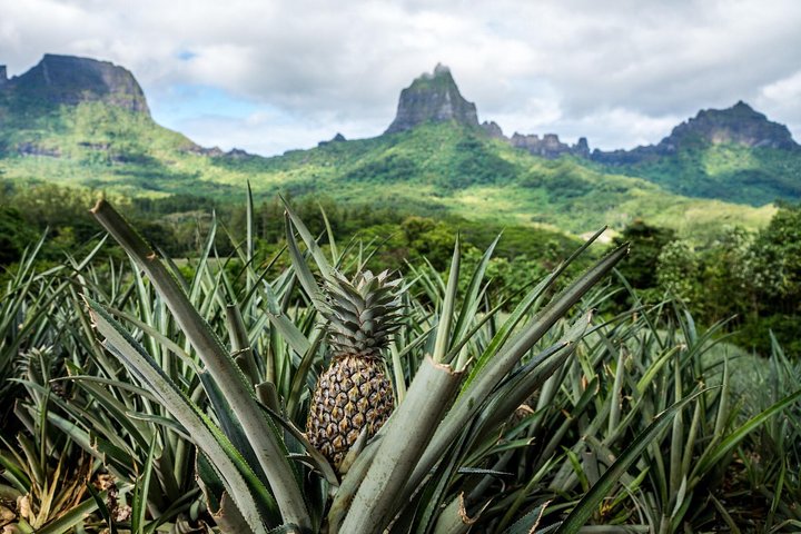 Private Morning Moorea 4WD Tour with Champagne - Image 3