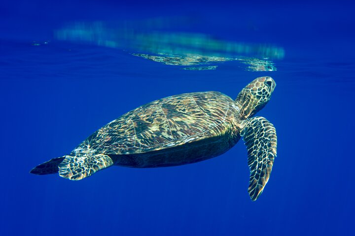 Snorkeling picnic in 5 hours with lunch in Tahiti - Image 2