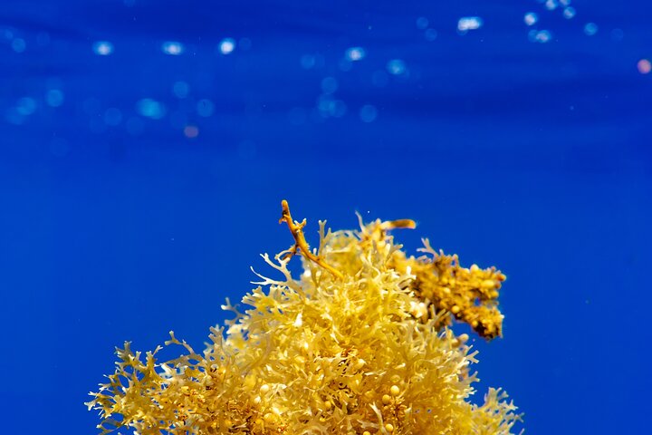 Snorkeling picnic in 5 hours with lunch in Tahiti - Image 3