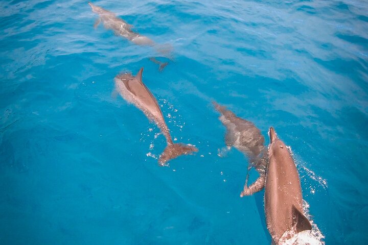 Snorkeling picnic in 5 hours with lunch in Tahiti - Image 1