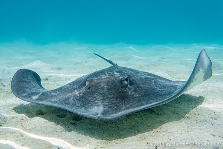 Snorkeling picnic in 5 hours with lunch in Tahiti - Image 4