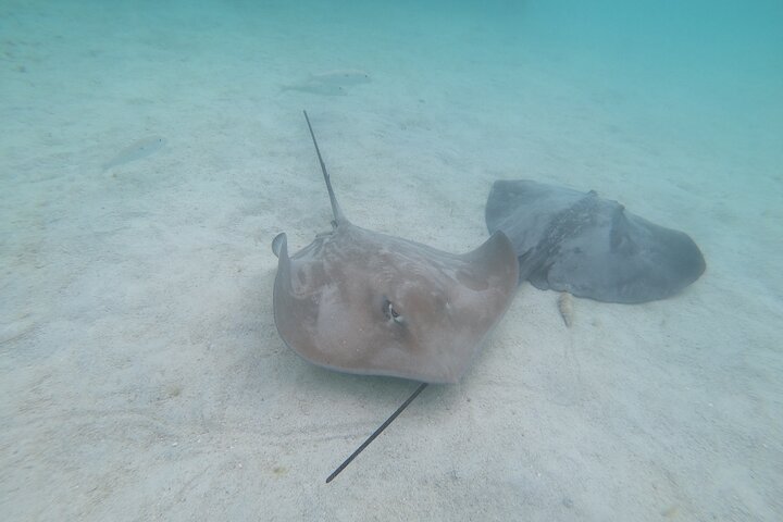 Snorkeling picnic in 5 hours with lunch in Tahiti - Image 5