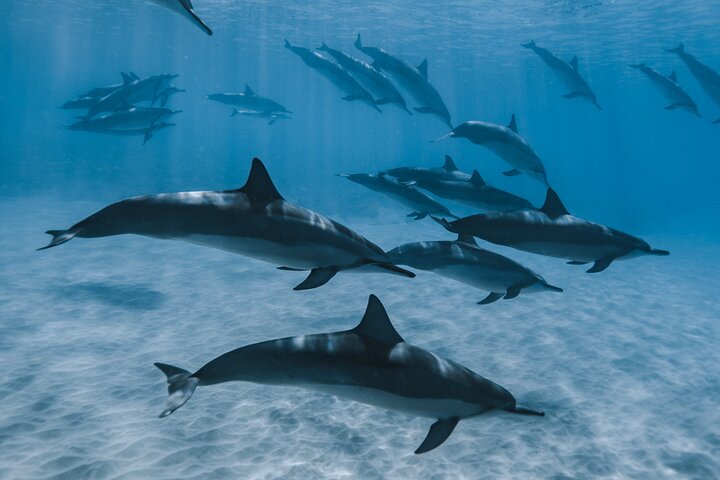 Swim with humpback whales - Image 5